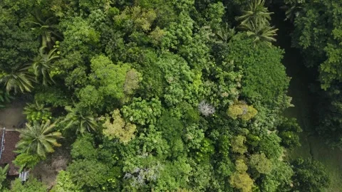Bird view of forest in countryside Stock Footage 260366614