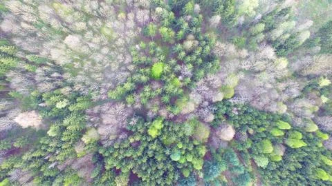 Bird view on a forest 写真素材