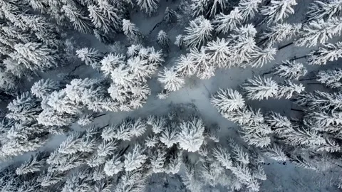 Bird view forest in winter with new snow Vídeos de archivo 170308760