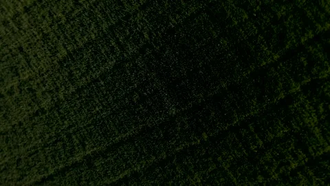 Bird view of green wheat fields at sunny morning. Video stock 153533900