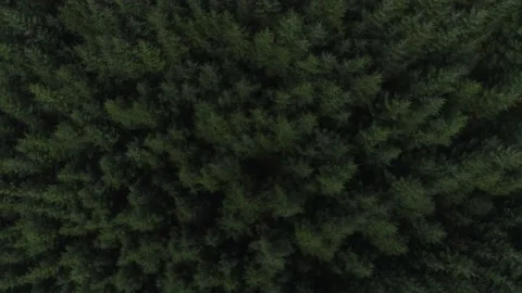Bird view over the forest Stock Footage 209982065