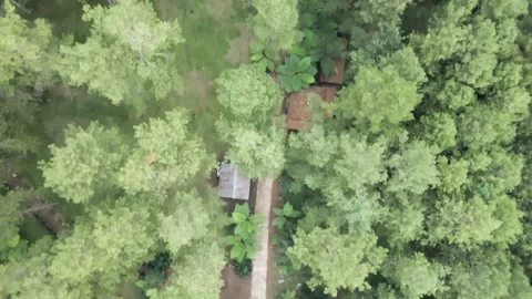 Bird view of the path in the middle of the forest Stock Footage 259793865