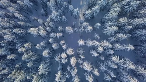 Bird view of peaceful winter forest trees in wild frozen nature Stock Footage 148350914