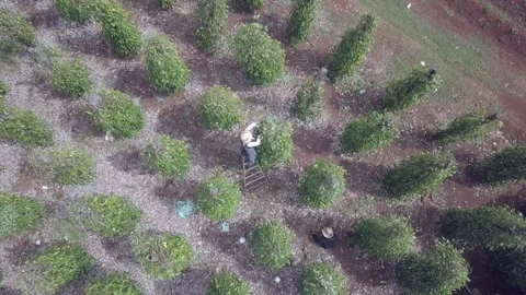 Bird view of pepper plants require relatively basic care Stock Footage 131365822
