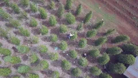 Bird view of pepper plants require relatively basic care Stock Footage 131789687