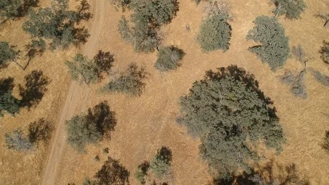 Bird view of yellow ground and green trees Stock Footage 107879866