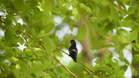 Bird (Violet Cuckoo) on a tree in a nature wild Stock Footage 95321821