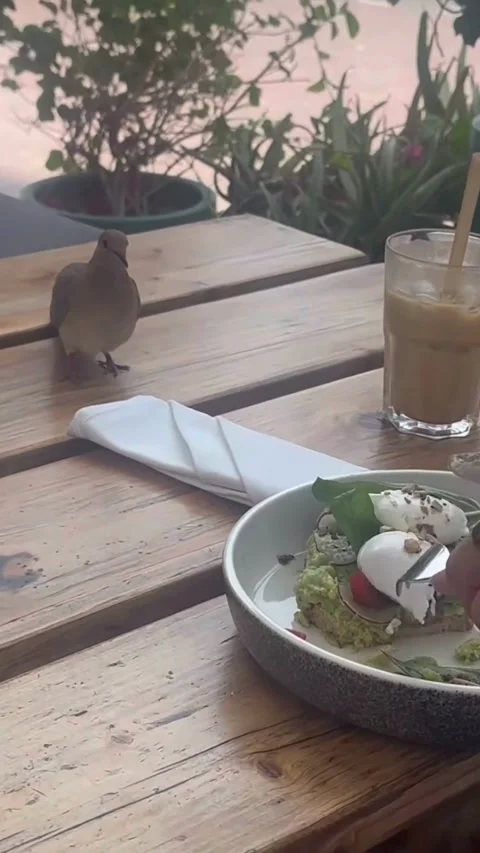 Bird Visiting Outdoor Table with Meal and Drink Video stock 331439934