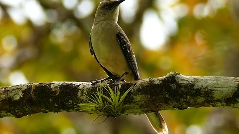 Bird vocalising softly while perched on tropical branch with epiphyte Stock Footage 123614137