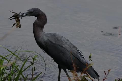 Bird vs frog Fotos Stock