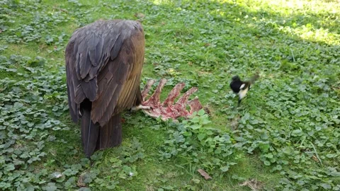 Bird vulture eats food meat Stock Footage 288006023