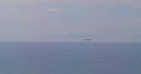 The bird vulture of prey is flying far in the sky. Costa Rica.  Stock Footage 82919082