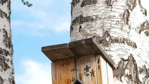 Bird Wagtail On the birdhouse Stock Footage 199779736