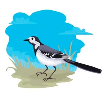 Bird wagtail going through the grass, walks. Vector illustration of animal Stock Illustration