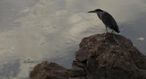 Bird waiting for fish Stock Photos
