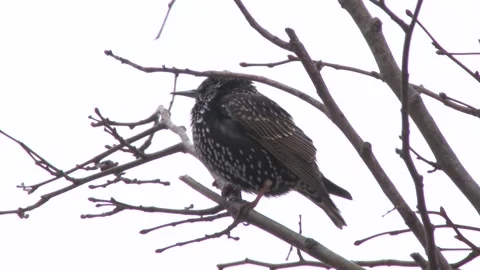 A bird waiting on the tree in the cold Video stock 146809853