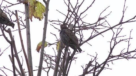 A bird waiting on the tree in the cold Video stock 146810028