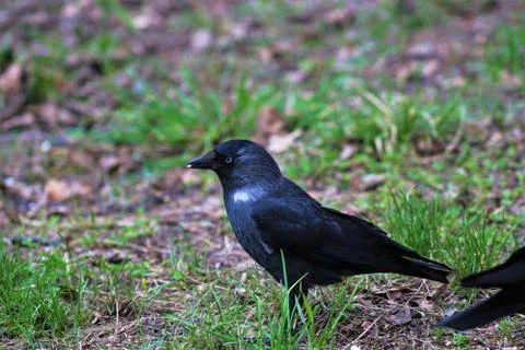 A bird on a walk. Stock Photos