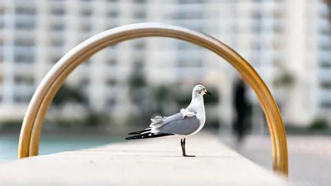A bird walkig 스톡 사진