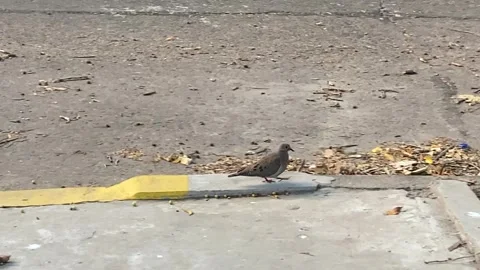 Bird walking 3 Vídeos de archivo 260271656