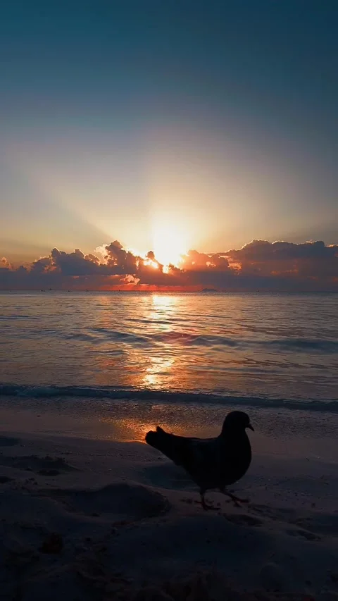 Bird walking along the beach at dawn in the Caribbean. Stock Footage 294961453
