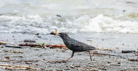 A bird is walking on the beach with a bug in its mouth Stock Photos