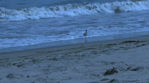 Bird Walking On A Beach Video stock 757626