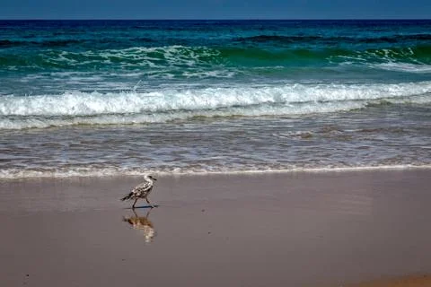 Bird walking on the beach Stock Photos