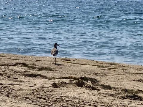 Bird  walking on the beach Foto stock