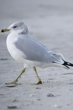 Bird walking on the beach Stock Photos