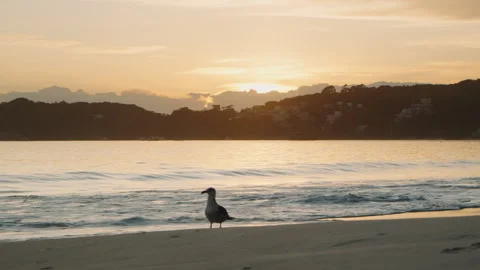 Bird walking on the beach at sunset Stock Footage 309725040