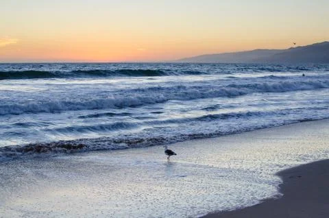 A bird walking on the beach at sunset Stock Photos