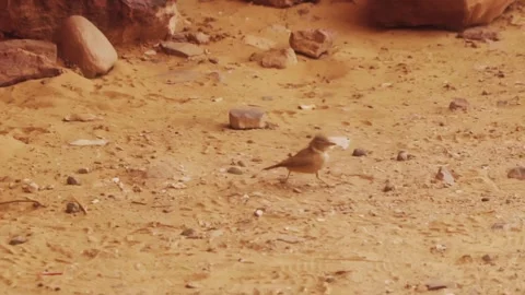Bird walking in desert Stock Footage 281168441