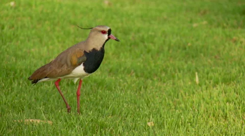 Bird walking on field Video stock 57814363