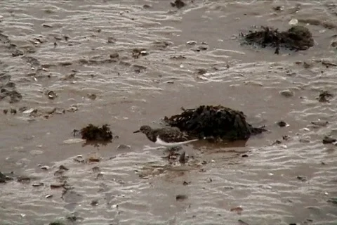 Bird walking Stock Footage 109311