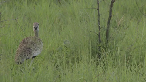 Bird walking Stock Footage 22994883