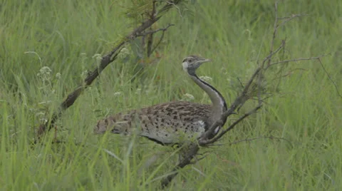 Bird walking Stock Footage 22994917