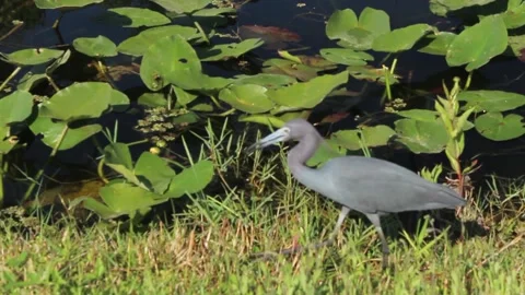 Bird walking into frame Stock Footage 142612215