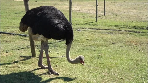 A bird walking on grass video clip Stock Footage 278701124