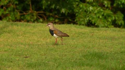 Bird walking on grassland Stock Footage 57814791