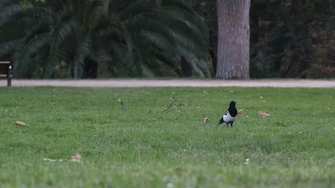 Bird walking on green grass in park with palm trees Vidéo 331293652