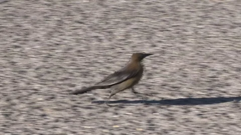 Bird Walking On The Ground 스톡 동영상 120887520