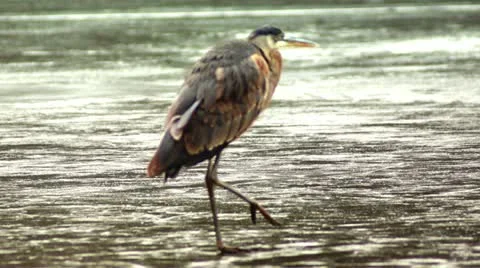 Bird Walking On Ice Slowly 스톡 동영상 19386975