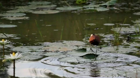 Bird walking on lilly pads Stock Footage 749929