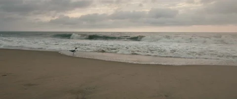 Bird Walking Next to the Ocean During Sunset Stock Footage 136020214