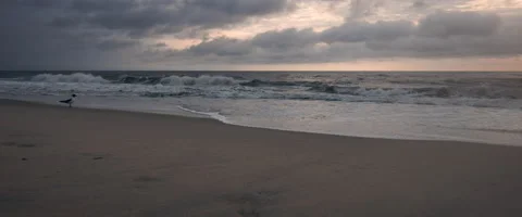 Bird Walking Next to the Ocean During Sunset Stock Footage 136022210