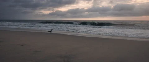 Bird Walking Next to the Ocean During Sunset Video stock 136022645