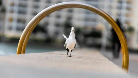 A bird walking 스톡 사진