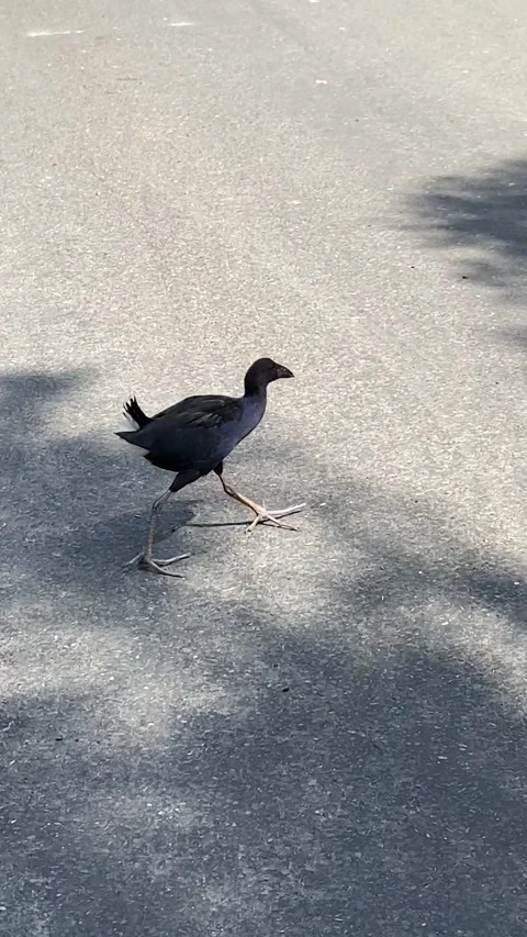 Bird walking on a road in Rotorua Vídeos de archivo 344123356