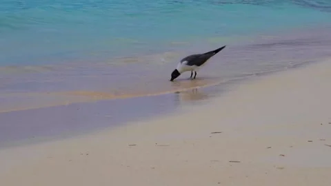 Bird Walking on Shoreline Stock Footage 292822162
